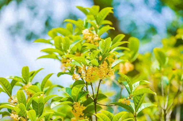 秋日最宜桂花茶，暖胃又暖心 